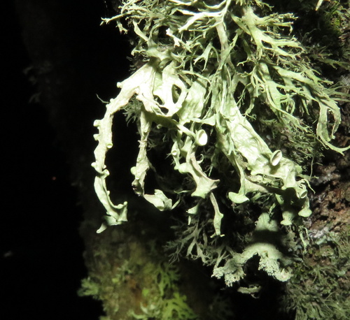 iNaturalist observation photo of bushy lichens