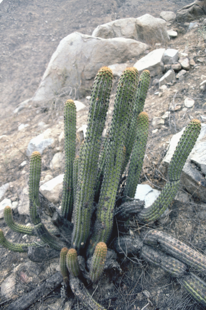 Haageocereus acranthus