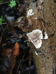 Eichleriella deglubens