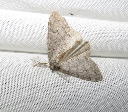 iNaturalist observation photo of Walnut Spanworm Moth