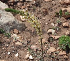 Hebenstretia robusta
