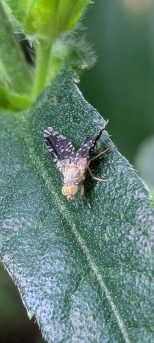 Tetreuaresta obscuriventris observed 2025-12-29
