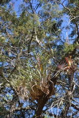Tillandsia comitanensis