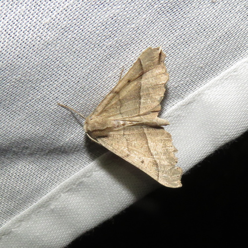 iNaturalist observation photo of Geometer Moths