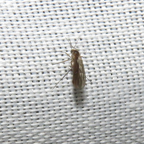 iNaturalist observation photo of Fungus Gnats and Gall Midges