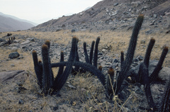 Haageocereus acranthus