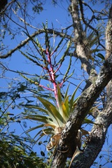 Tillandsia comitanensis