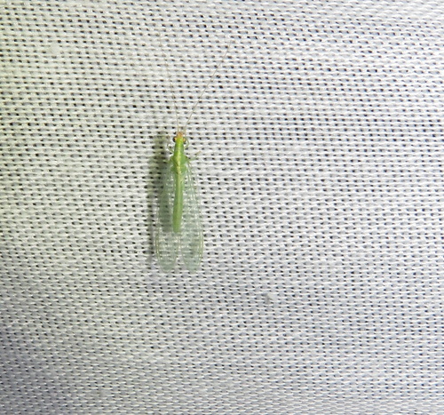 iNaturalist observation photo of Chrysopini