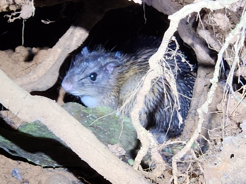 Armored Rat