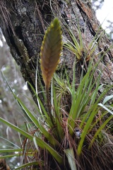 Tillandsia lampropoda