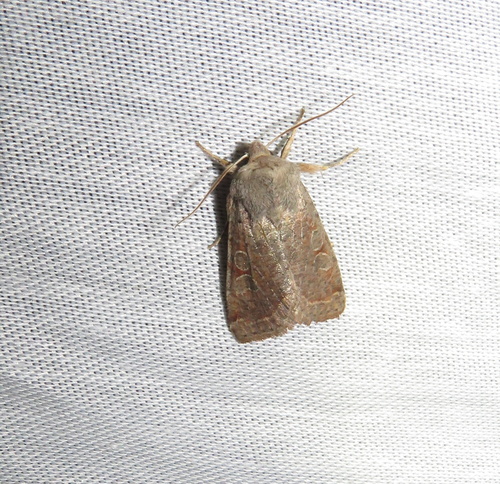 iNaturalist observation photo of Speckled Green Fruitworm Moth