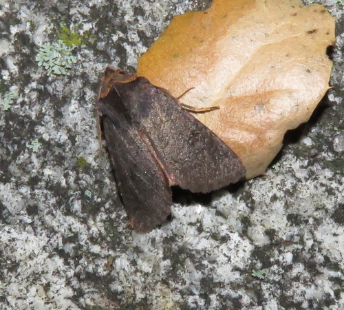 iNaturalist observation photo of Butterflies and Moths