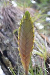 Tillandsia lampropoda