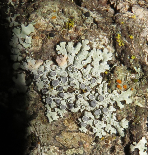 iNaturalist observation photo of rosette lichens