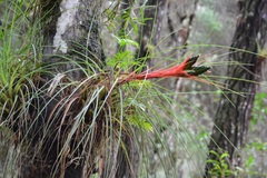 Tillandsia punctulata