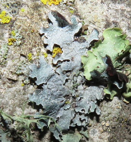 iNaturalist observation photo of Netted shield lichen