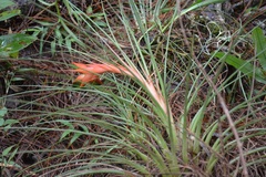 Tillandsia punctulata
