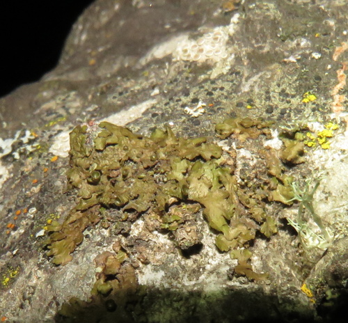 iNaturalist observation photo of shield lichens and allies