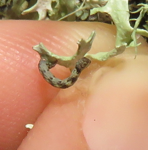 iNaturalist observation photo of Geometer Moths