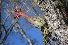 Tillandsia seleriana
