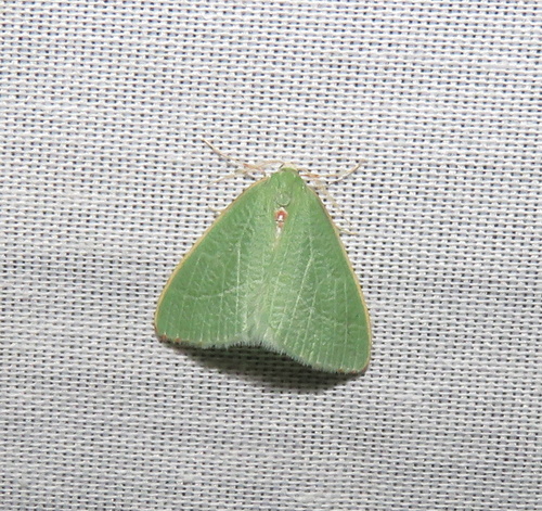 iNaturalist observation photo of Nemoria pulcherrima