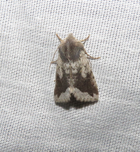 iNaturalist observation photo of Orthosia erythrolita