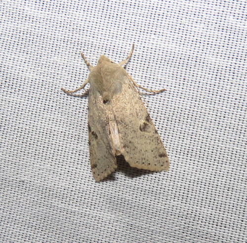 iNaturalist observation photo of Orthosia behrensiana