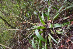 Werauhia werckleana