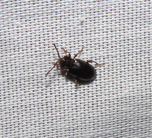 iNaturalist observation photo of Aphorista morosa