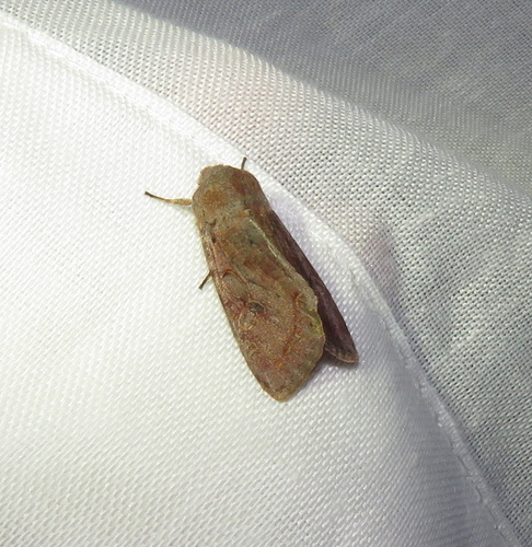 iNaturalist observation photo of Butterflies and Moths