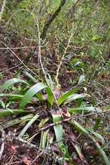 Werauhia werckleana