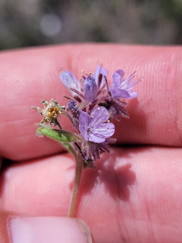 Quick's Phacelia (Phacelia quickii)