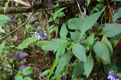 Salvia mocinoi