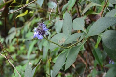 Salvia mocinoi