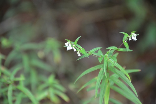Cuphea avigera (Cuphea avigera)