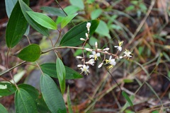 Miconia mexicana
