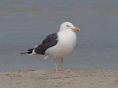 Larus fuscus