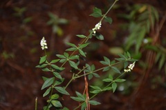 Polygala aparinoides