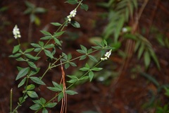 Polygala aparinoides