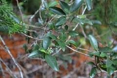 Daphnopsis ficina
