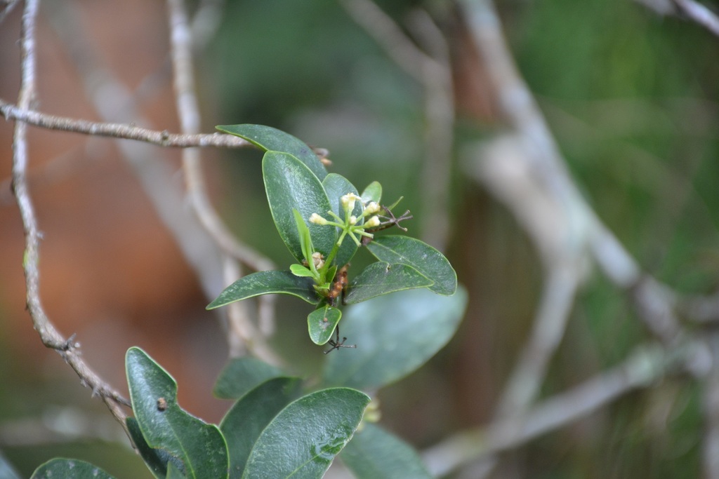 Daphnopsis ficina