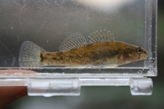 Tuscumbia Darter photo 3