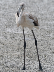 Phoenicopterus roseus