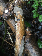 Biscogniauxia nummularia