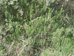Dactylis glomerata hispanica