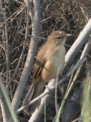 Acrocephalus arundinaceus