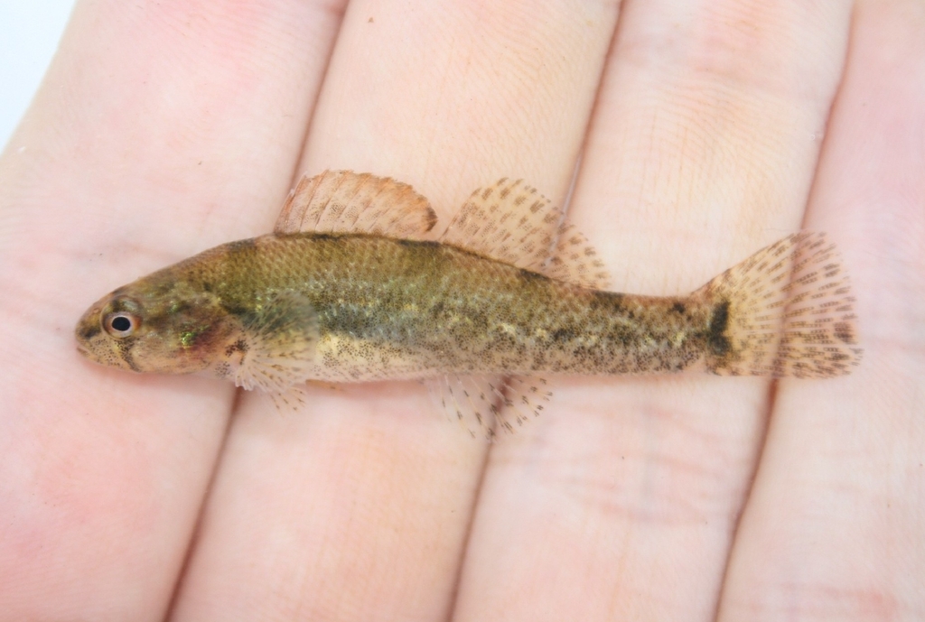 Tuscumbia Darter