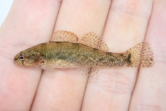 Tuscumbia Darter photo 1