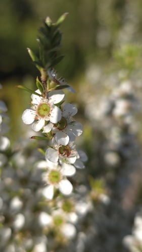 Leptospermum juniperinum, photograph 1