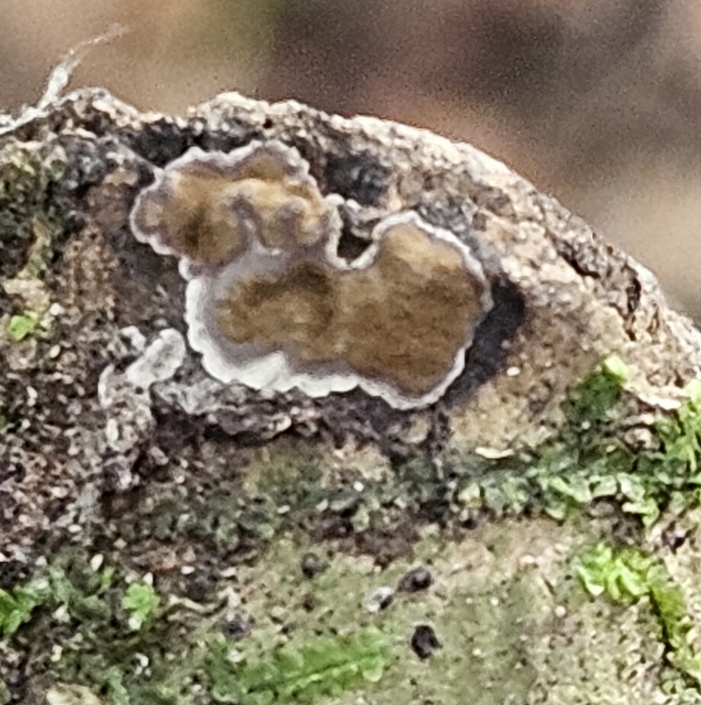 Peniophora albobadia · December 2025 · photo: © willingarden (iNaturalist, cc-by)